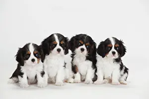 Cavalier: Cavalier King Charles Spaniel, puppies, tricolour