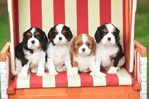 Chair: Cavalier King Charles Spaniel, four puppies, tricolour