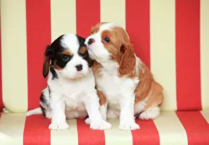 Chair: Cavalier King Charles Spaniel, two puppies, tricolour