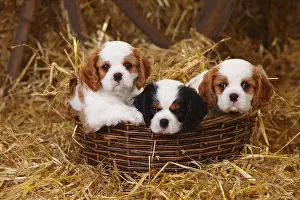 Home: Cavalier King Charles Spaniel, puppies, tricolour and