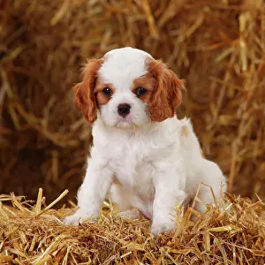 Blenheim: Cavalier King Charles Spaniel, puppy, Blenheim white-brown