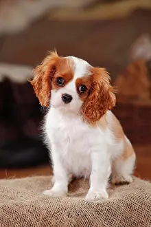 Blenheim: Cavalier King Charles Spaniel, puppy, Blenheim white-brown