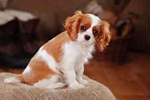 Blenheim: Cavalier King Charles Spaniel, puppy, Blenheim white-brown