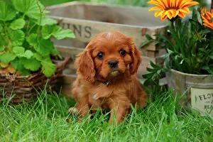 Ruby: Cavalier King Charles Spaniel, puppy, ruby, 6 weeks