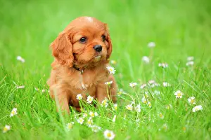 Ruby: Cavalier King Charles Spaniel, puppy, ruby, 6 weeks