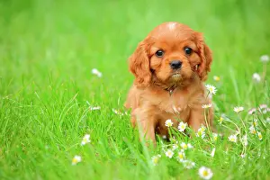 Cavalier: Cavalier King Charles Spaniel, puppy, ruby, 6 weeks