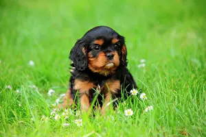 Cavalier: Cavalier King Charles Spaniel, puppy, black-and-tan