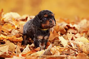 Cavalier: Cavalier King Charles Spaniel, puppy, black-and-tan