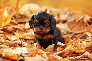 Cavalier: Cavalier King Charles Spaniel, puppy, black-and-tan