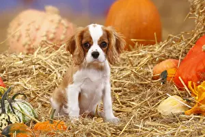 Vegetables: Cavalier King Charles Spaniel, puppy, Blenheim, 3 months