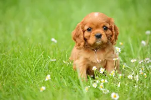 Week: Cavalier King Charles Spaniel, puppy, ruby red, 6 weeks