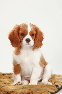 Blenheim: Cavalier King Charles Spaniel, puppy, Blenheim