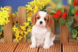 Blenheim: Cavalier King Charles Spaniel, puppy, Blenheim