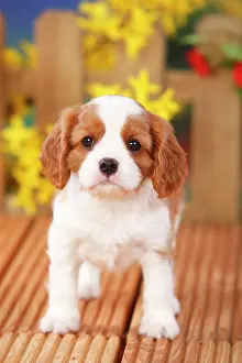 Blenheim: Cavalier King Charles Spaniel, puppy, Blenheim