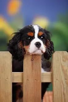 Leaning: Cavalier King Charles Spaniel, puppy leaning on