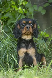 080917: Cavalier King Charles Spaniel puppy outdoors