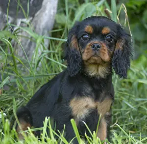 Miserable: Cavalier King Charles Spaniel puppy outdoors
