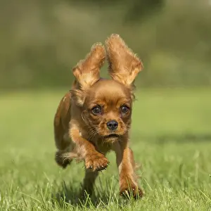 Excitement: Cavalier King Charles Spaniel puppy outdoors Cavalier