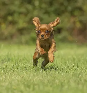 Excitement: Cavalier King Charles Spaniel puppy outdoors Cavalier