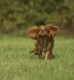 Excitement: Cavalier King Charles Spaniel puppy outdoors Cavalier