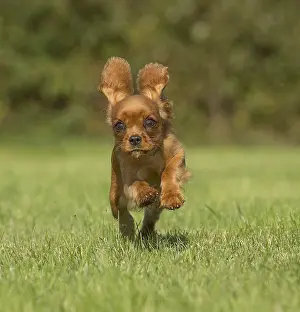 Excitement: Cavalier King Charles Spaniel puppy outdoors Cavalier
