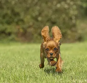 Excitement: Cavalier King Charles Spaniel puppy outdoors Cavalier