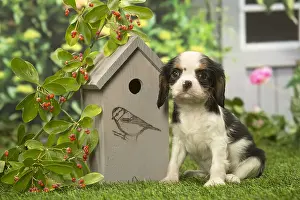 Birdhouse: Cavalier King Charles Spaniel puppy outdoors in the garden