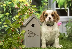 Birdhouse: Cavalier King Charles Spaniel puppy outdoors in the garden
