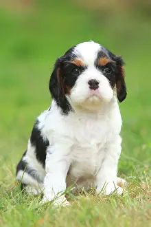 Cavalier: Cavalier King Charles Spaniel, puppy sitting in
