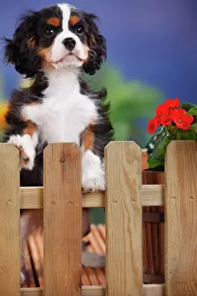 Difference: Cavalier King Charles Spaniel, puppy standing at