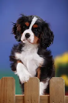 Difference: Cavalier King Charles Spaniel, puppy standing at