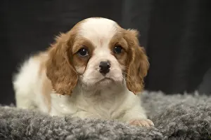 240119: Cavalier King Charles Spaniel puppy in the studio