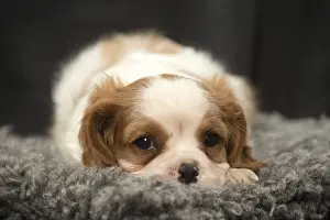 240119: Cavalier King Charles Spaniel puppy in the studio