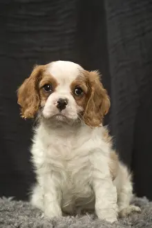 240119: Cavalier King Charles Spaniel puppy in the studio