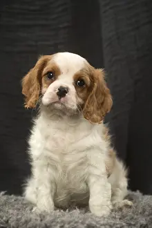 240119: Cavalier King Charles Spaniel puppy in the studio