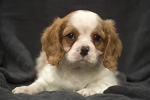 240119: Cavalier King Charles Spaniel puppy in the studio
