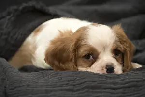 240119: Cavalier King Charles Spaniel puppy in the studio