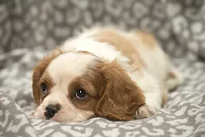240119: Cavalier King Charles Spaniel puppy in the studio