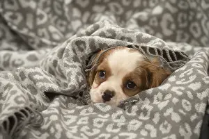 Snuggling: Cavalier King Charles Spaniel puppy in the studio