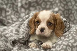 240119: Cavalier King Charles Spaniel puppy in the studio