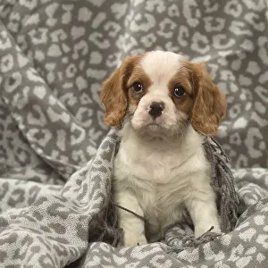240119: Cavalier King Charles Spaniel puppy in the studio