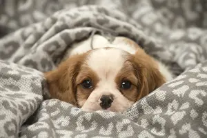 Snuggling: Cavalier King Charles Spaniel puppy in the studio