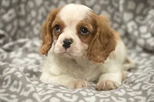 240119: Cavalier King Charles Spaniel puppy in the studio