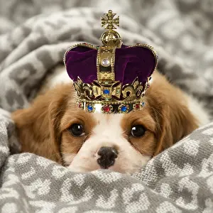 Royal: Cavalier King Charles Spaniel puppy in the studio