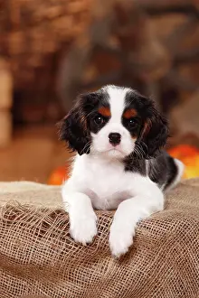 Tricolour: Cavalier King Charles Spaniel, puppy, tricolour