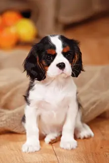 Tricolour: Cavalier King Charles Spaniel, puppy, tricolour