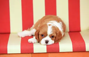 Chair: Cavalier King Charles Spaniel, puppy, tricolour