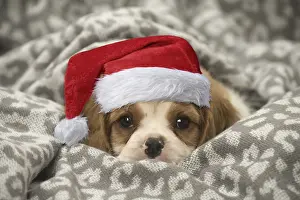 100619: Cavalier King Charles Spaniel puppy wearing Christmas hat