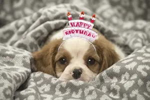111219: Cavalier King Charles Spaniel puppy wearing Happy