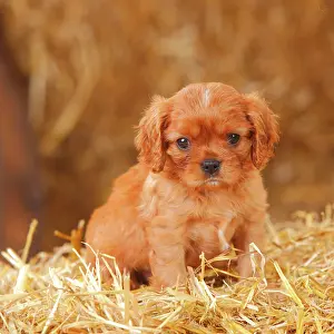 Ruby: Cavalier King Charles Spaniel, ruby, puppy, 6 weeks